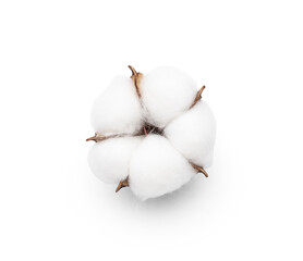 Beautiful soft cotton flower on white background