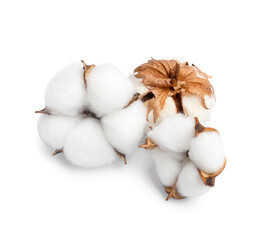 Soft cotton flowers on white background