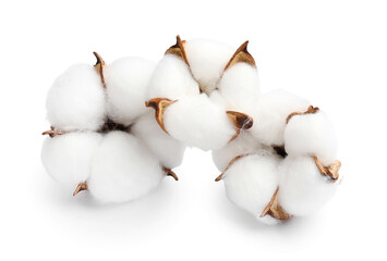 Cotton flowers isolated on white background