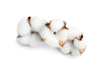Cotton flowers isolated on white background
