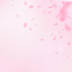 Sakura petals falling down. Romantic pink flowers corner. Flying petals on pink square background. Love, romance concept. Comely wedding invitation.