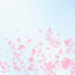 Sakura petals falling down. Romantic pink flowers gradient. Flying petals on blue sky square background. Love, romance concept. Powerful wedding invitation.