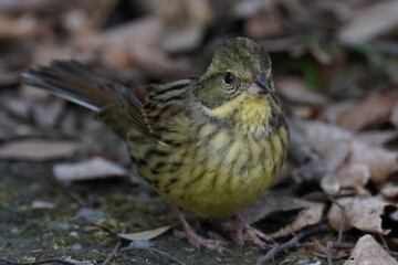 black faced bunting in the park