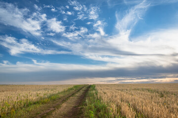 Obraz premium The road through the summer field. Clouds and blue sky.