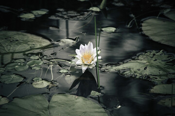 lily in the water © marcia