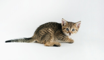 Striped tabby cat shows kitten isolated on white background in studio.