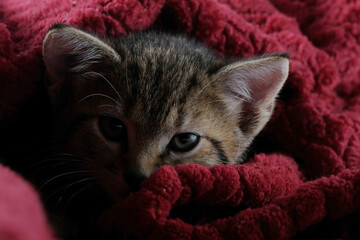 Fototapeta na wymiar Kitten at home cozy in warmth of blanket close up.