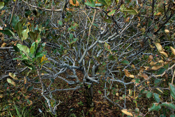 Tree branches and fallen leaves