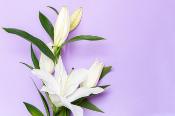 Beautiful lilies on a purple background, top view A postcard with white lilies on the background is very Peri.
