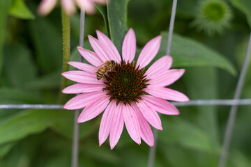 Obraz premium andrew