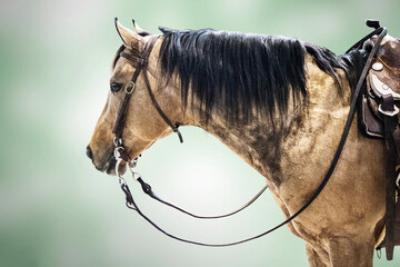 Horse wildlife , Animal portrait  ,speed competition