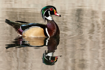 Wood duck (Aix sponsa) on San Antonion River;  San Antonio, Texas