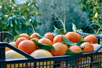 Ripe natural organic citrus fruit or mandarins in the crate in the garden. Concept of harvest,...