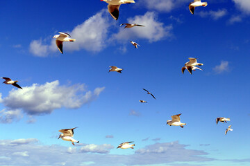 Fototapeta premium Volo di gabbiani in cielo. Bari, Sud Europa