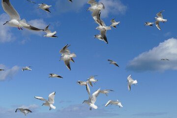 Volo di gabbiani in cielo. Bari, Sud Europa