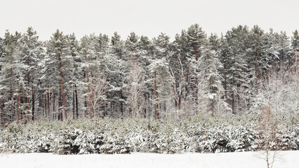 Winter natural background with green fir and pine trees under snow. Rural landscape at snowy weather.