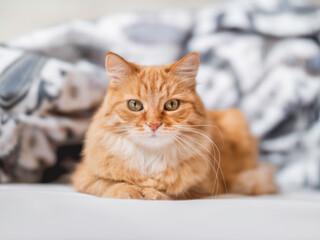 Curious ginger cat is lying in bed. Fluffy pet is relaxing on white linen. Funny domestic animal.