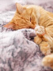 Cute ginger cat sleeps on pink blanket. Fluffy pet has a nap on soft duvet. Comfort at home.