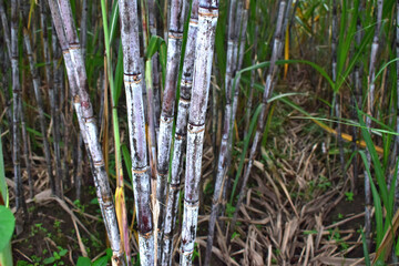 sugar cane as the basic ingredient of sugar