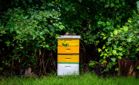 bees in beehive