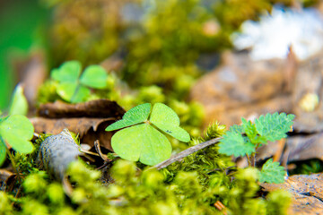 leaf of Oxalis acetosella or wood sorrel among the moss in a spruce forest, a young shoot of nettle has come up