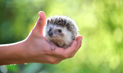 Human hands holding little african hedgehog pet outdoors on summer day. Keeping domestic animals and caring for pets concept © bilanol