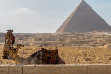 Landscape with camels in the foreground and pyramid of Chephren in the background. 