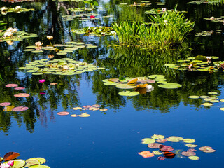The Monet Pool in Denver Botanic Gardens, Colorado, with water lilies and reflections in sunshine.