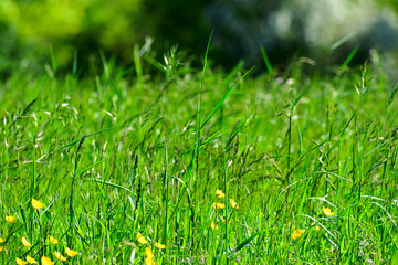 Green grass background on a sunny day