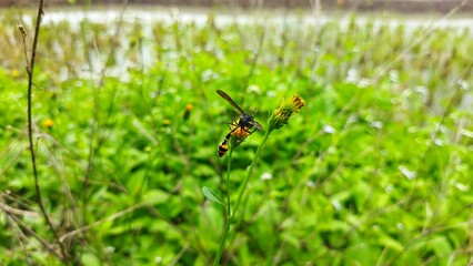 Vespa wasp that perched on a flower plant