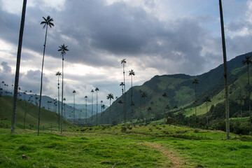 Cloudy colombian landscape of green mountains with some palms