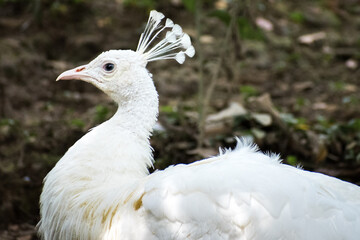 White peacock with a big peak