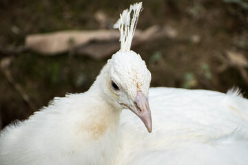 White peacock with a big peak