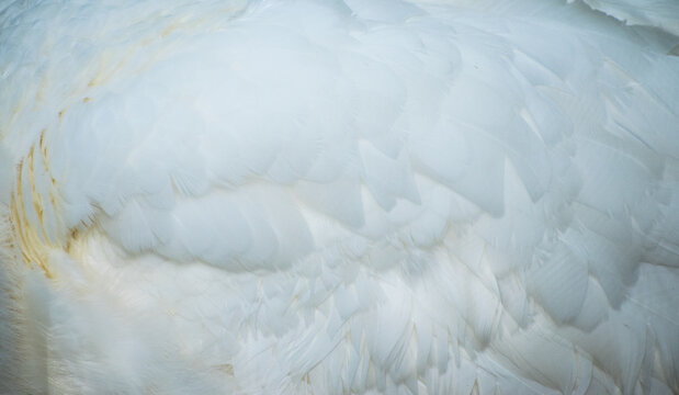 Background of a white peacock plumage © Nicolas Ospina