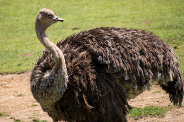 Funny face of  big wild ostrich with a dry floor at background