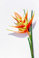 Yellow heliconia isolated. Beautiful tropical flower (Heliconia augusta “Orange Christmas”) isolated on white.    