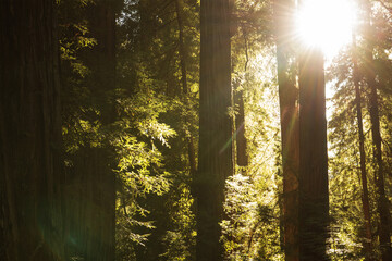 Morning Sunlight Coming Through Redwood Trees