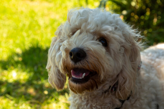Cavachon