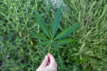 A leaf of cannabis plant in a female hand.