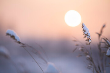 A wild spikelet covered with a cap of snow against the background of a blurry disk of the sun and...