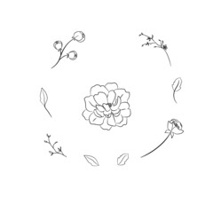 floral botanical flower and leaves line art asset vector arangeable part 2