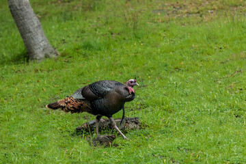 Cambria Turkey 1