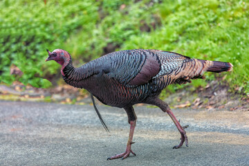 Cambria Turkey 2