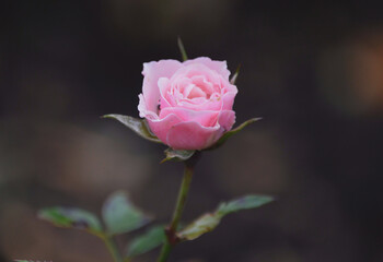 Little rose 
