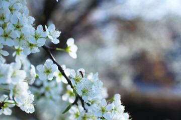春に咲く白いスモモの花とハチ