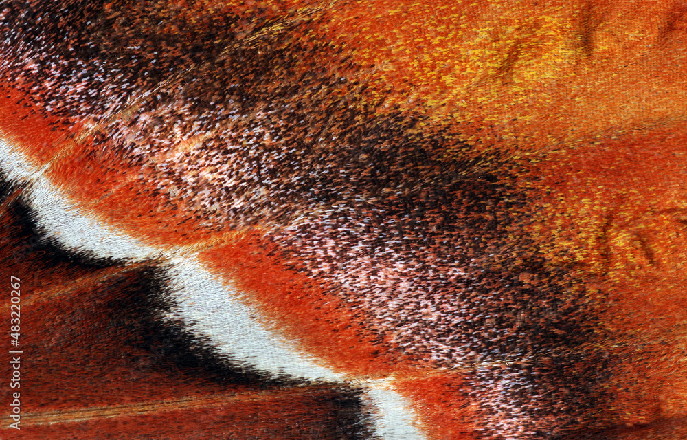 Wall mural attacus atlas. atlas moth. wing of colorful tropical atlas butterfly close up. butterfly wing textur