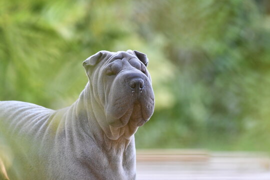 Jeune sharpei zen dans la nature