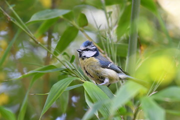 Mésange bleue dans la nature au printemps 