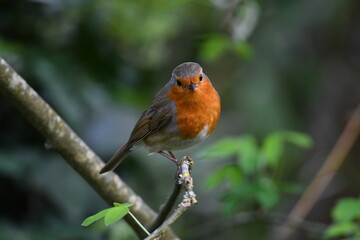 Rouge-gorge, Robin dans la nature 
