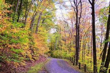 autumn forest in the morning